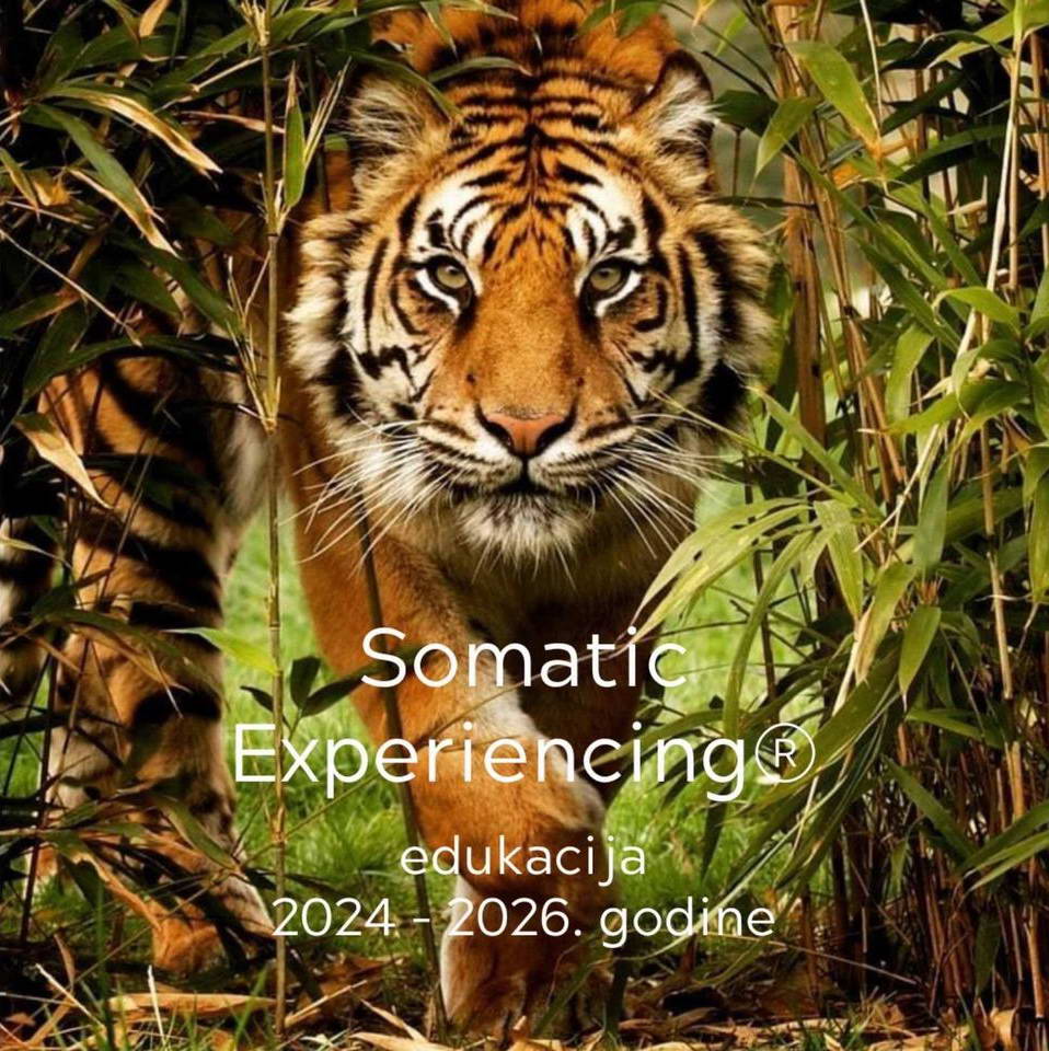 Somatic Experiencing® – Trogodišnji program edukacije (Beograd 2024-2026)