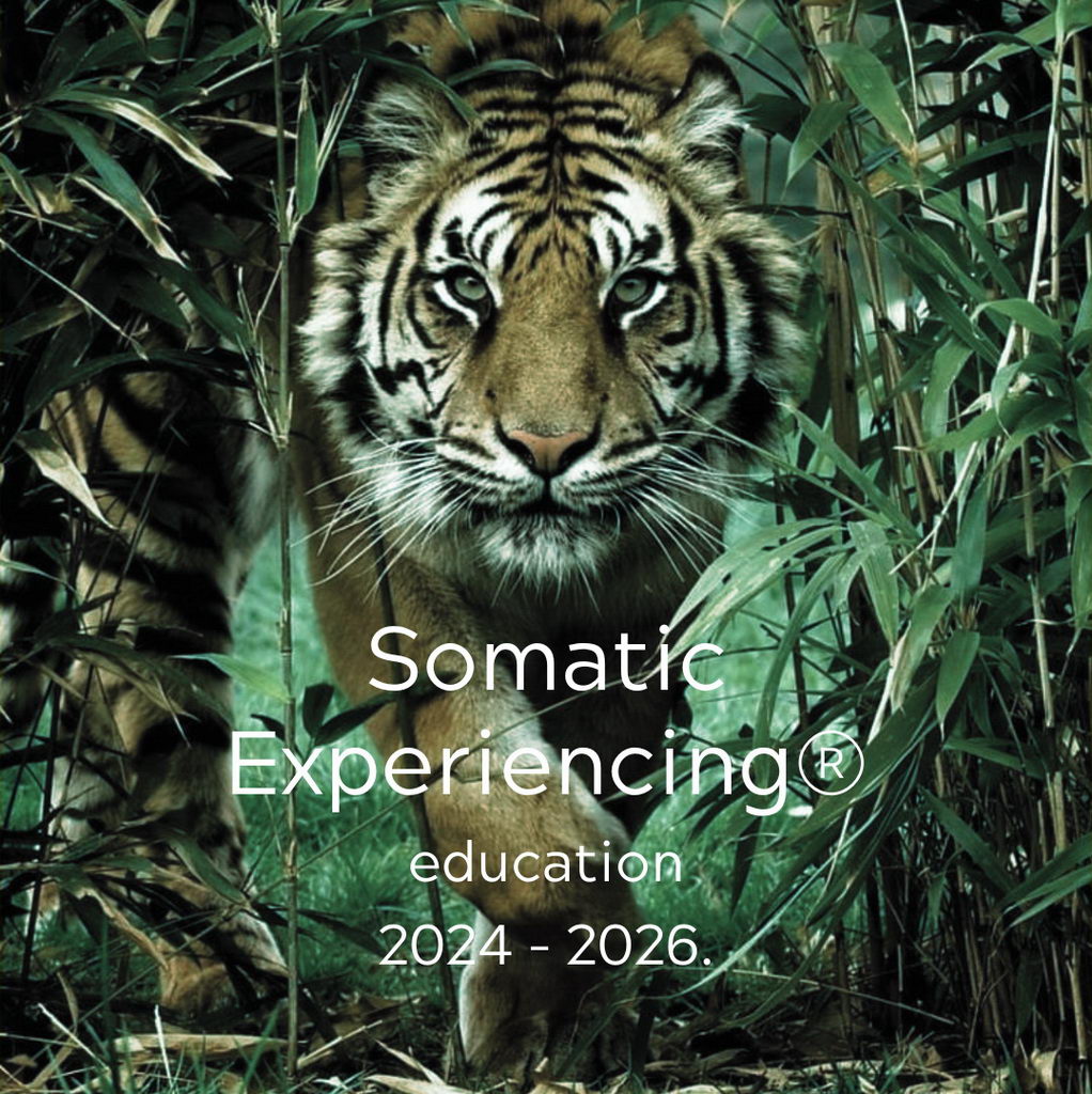 Somatic Experiencing® – Three-year training (Belgrade, 2024-2026)